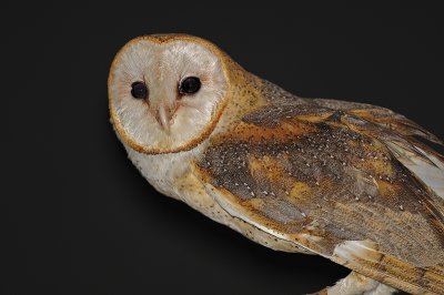 Barn Owl