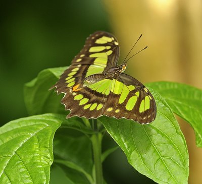 Malachite