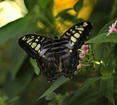 Malaysian Blue Clipper