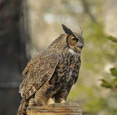 Great-horned Owl (Captive)