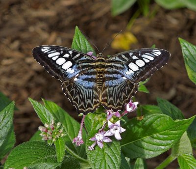 Malaysian Blue Clipper