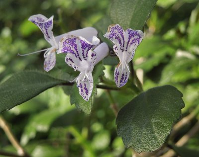 Tiny Flower