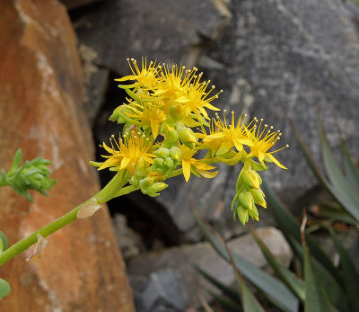 Yellow Flower