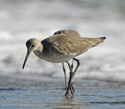 Nonbreeding Adult