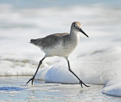 Nonbreeding Adult