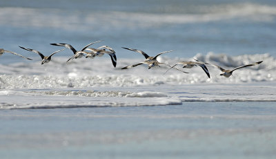 Nonbreeding Adults in Flight