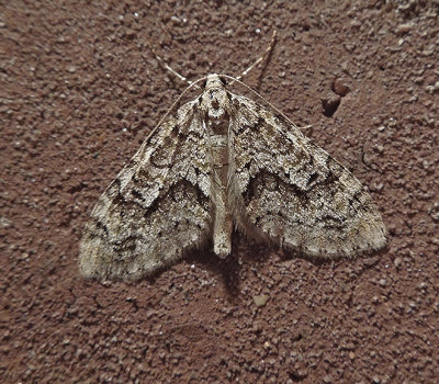 Angle-lined Carpet Moth (7638)