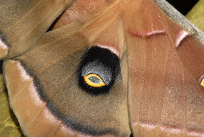 Detail of large eyespot of Male Polyphemus Moth