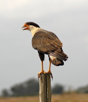 Crested Caracara Portrait 