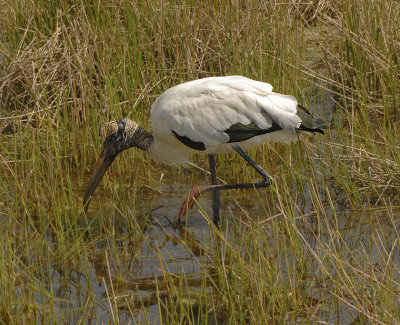 Wood Stork