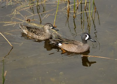Blue-winged Teal Pair
