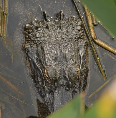 Green Cay Wetlands, Florida (Alligator Head)