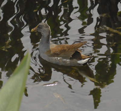 Purple Gallinule Juvenile