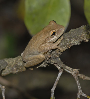 Cuban Treefrog 