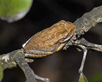 Cuban Tree Frog 