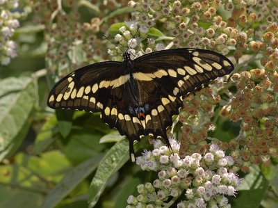 Giant Swallowtail Female