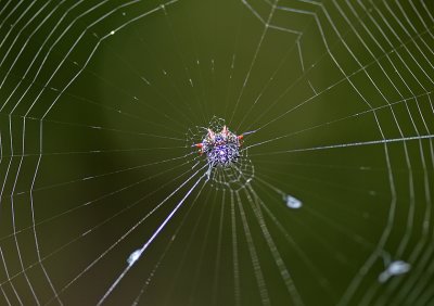 Spinybacked Orbweaver and Web