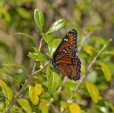 Florida Viceroy