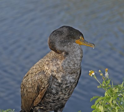 Double-crested Cormorant