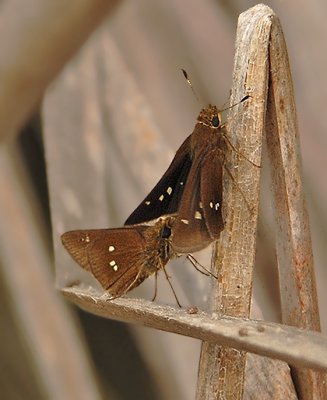 Twin-spot Skipper