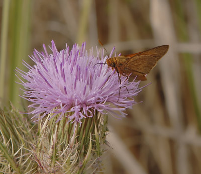 Palmetto Skipper