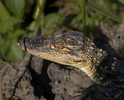 Juvenile Alligator Head
