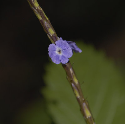 Small blue flower