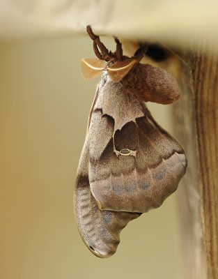 Polyphemus Moth