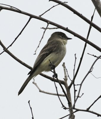 Eastern Wood Pewee