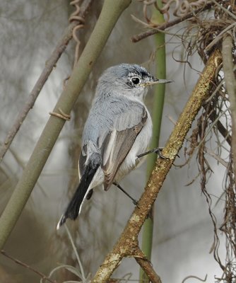 Blue-gray Gnatcatcher (Male)