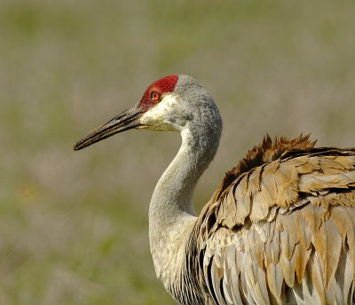 Florida Sandhill Crane