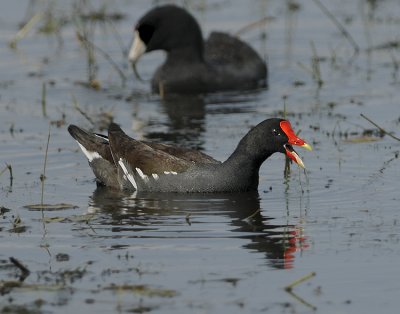 Breeding Adult