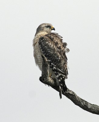 Florida Adult Red-shouldered Hawk