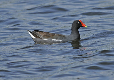 Breeding Adult