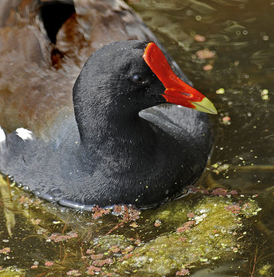 Breeding Adult