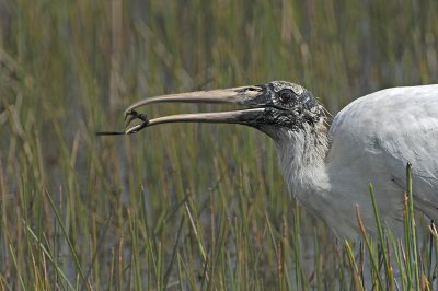 Wood Stork