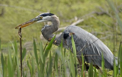 Great Blue Heron with Snake
