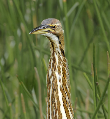 American Bittern