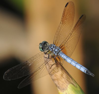 Male