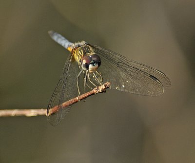 Male