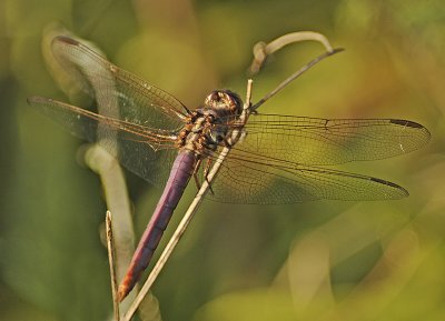 Roseate Skimmer (Male)