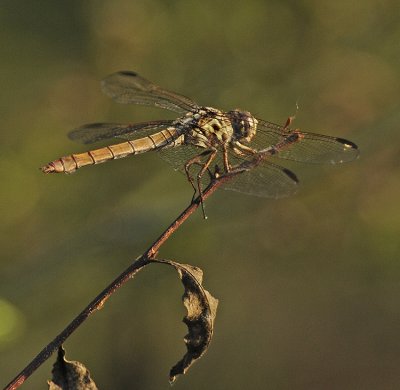 Roseate Skimmer (Female)