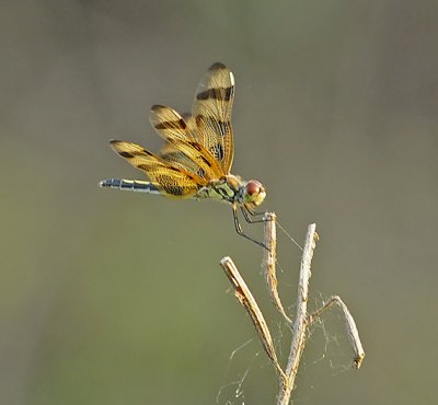 Skimmer Dragonflies: Genus: Celithemis and Brachymesia (Pennants)