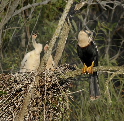 Anhinga Nest with Chicks