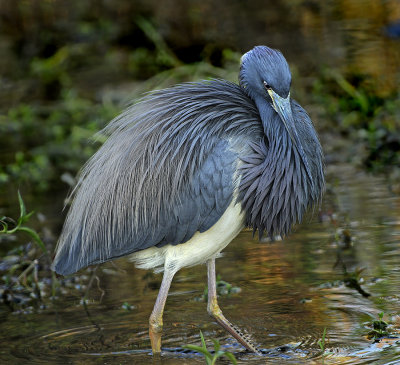 Tricolored Heron