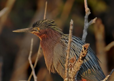 Adult