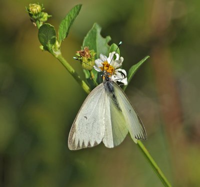 Great White Southern Butterfly