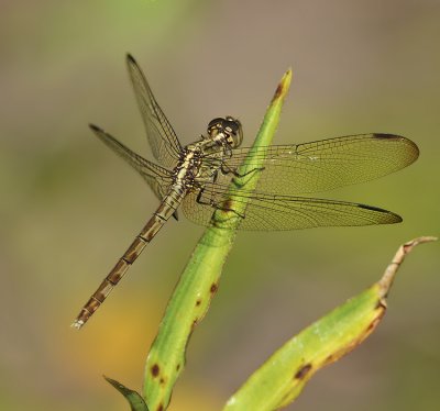 Skimmer Dragonflies: Genus Erythrodiplax (Dragonlets)