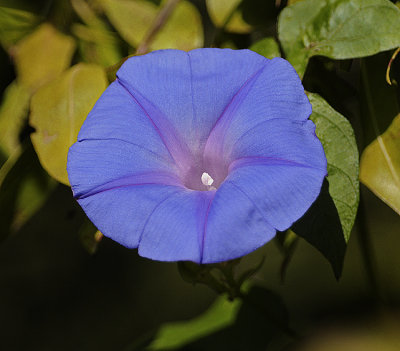 Morning Glory, Ocean Blue