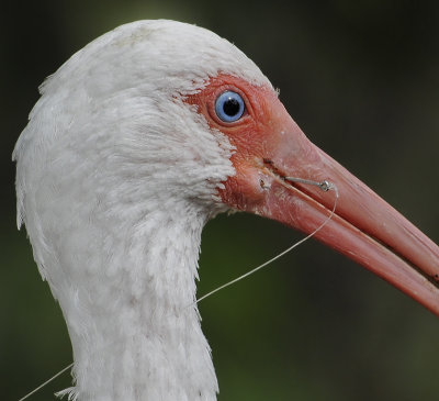 White Ibis with Fish Hook